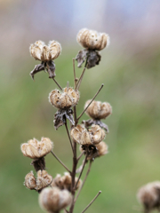 ミツマタのなれの果て。