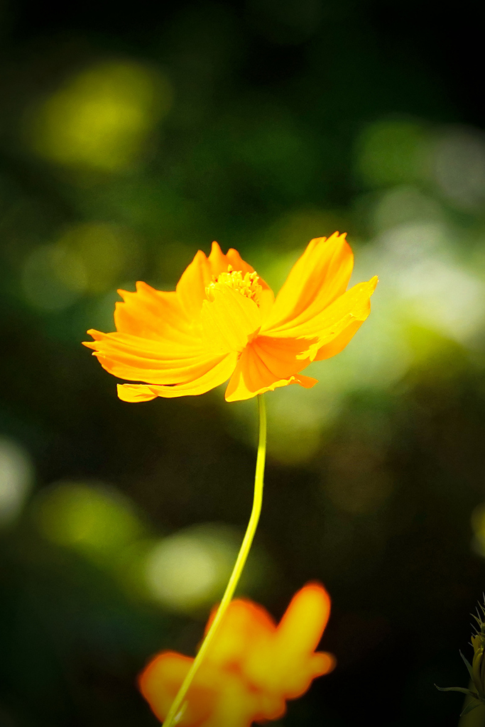 _キバナコスモス