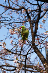 ワカケホンセイインコ＿１