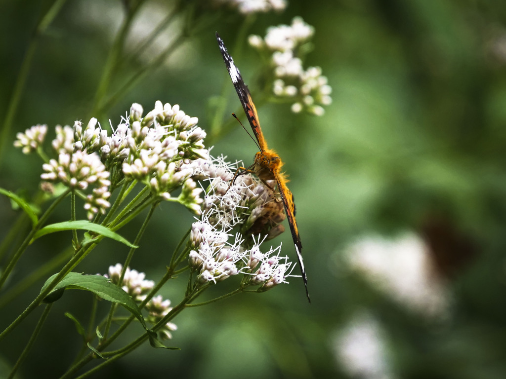 ツマグロヒョウモン（メス）