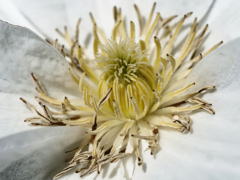 花芯