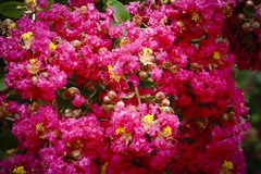 赤いサルスベリ＿２