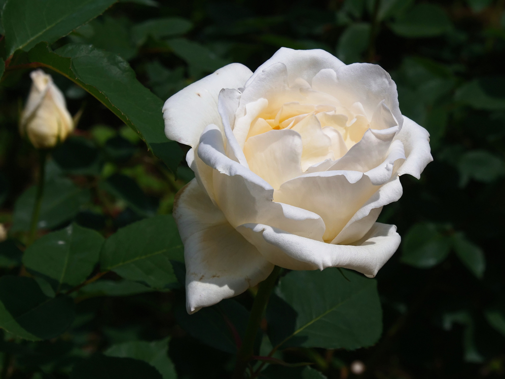 神代植物公園バラフェスタ_16