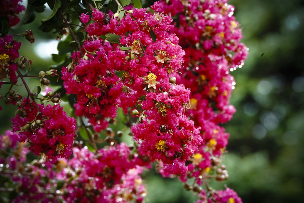 赤いサルスベリ＿１