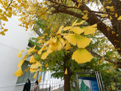 銀杏の小道