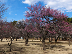 公園の梅林＿２
