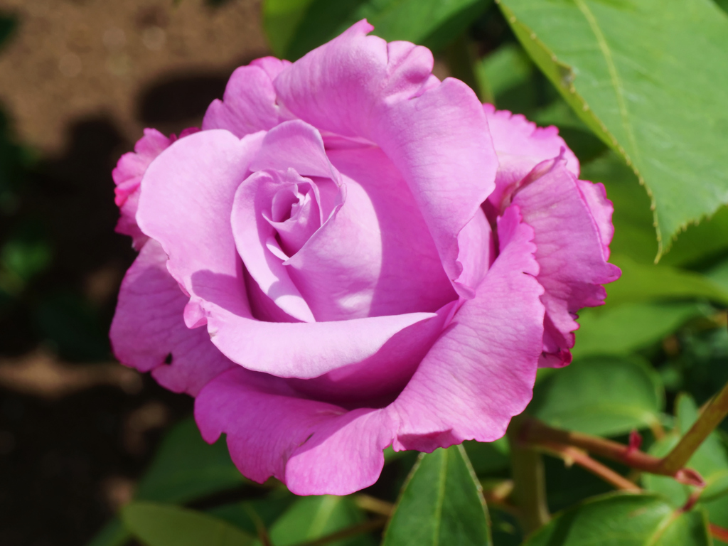 神代植物公園バラフェスタ_2