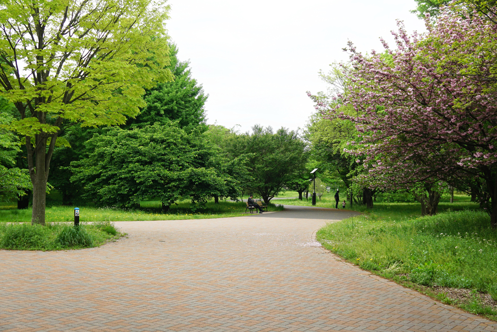 公園もあっという間に新緑満開！
