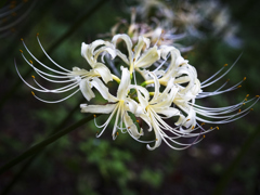 ヒガンバナ（白）