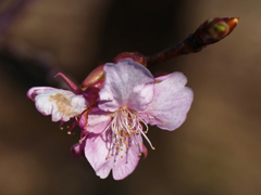 花マクロ　河津桜＿２