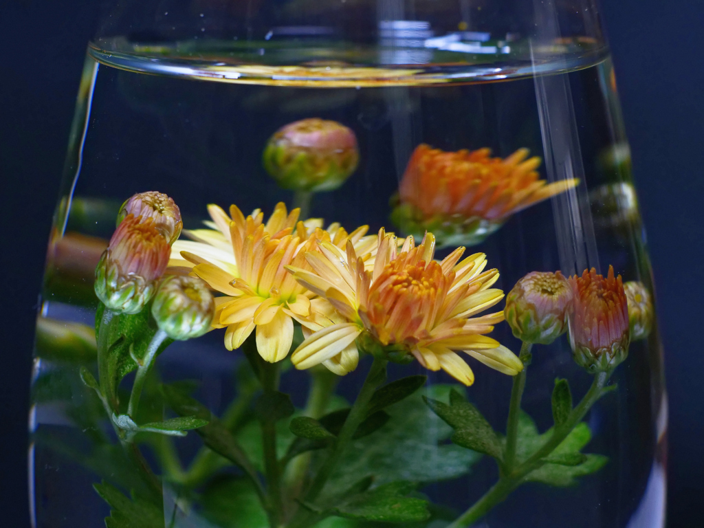 水中花
