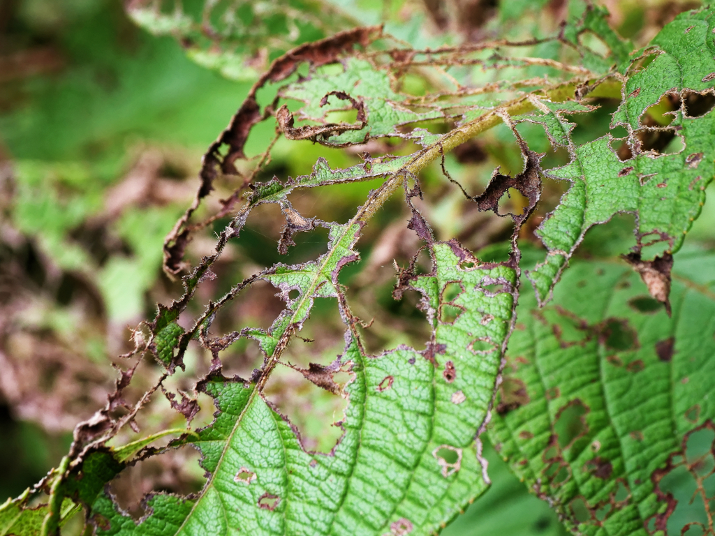 花マクロ　毛虫の食事あと＿３