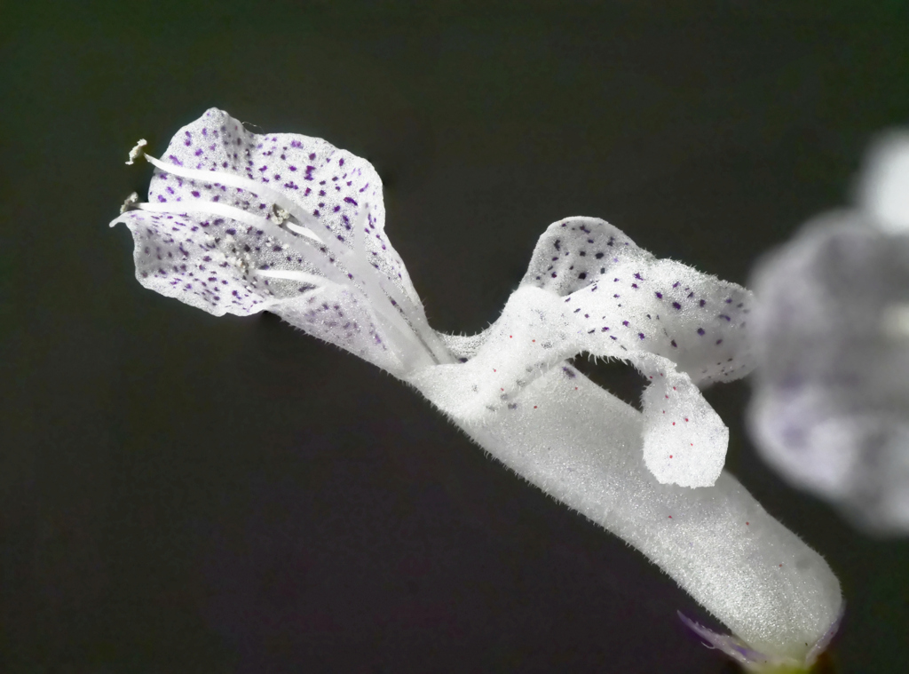 スエ―デンアイビー（フォーカス合成）