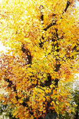 秋＿１　ユリノキ