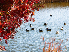 秋を探して＿３