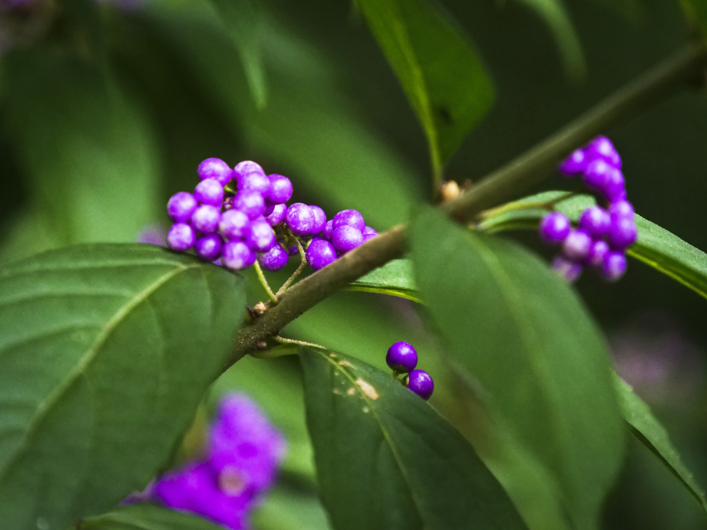 ムラサキシキブ
