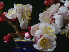 花マクロ　梅