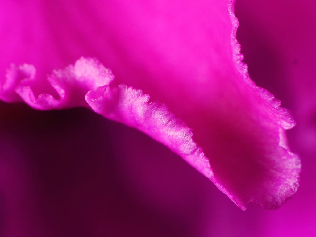 ビロード花弁＿３