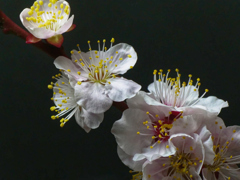 我が家の梅もようやく咲き出した