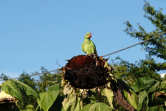ワカケホンセイインコ