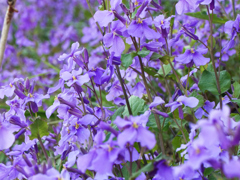 ショカッサイも満開