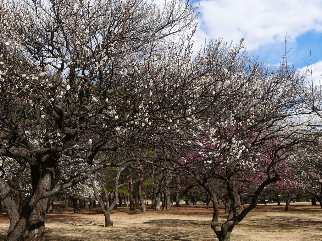 公園の梅林＿４