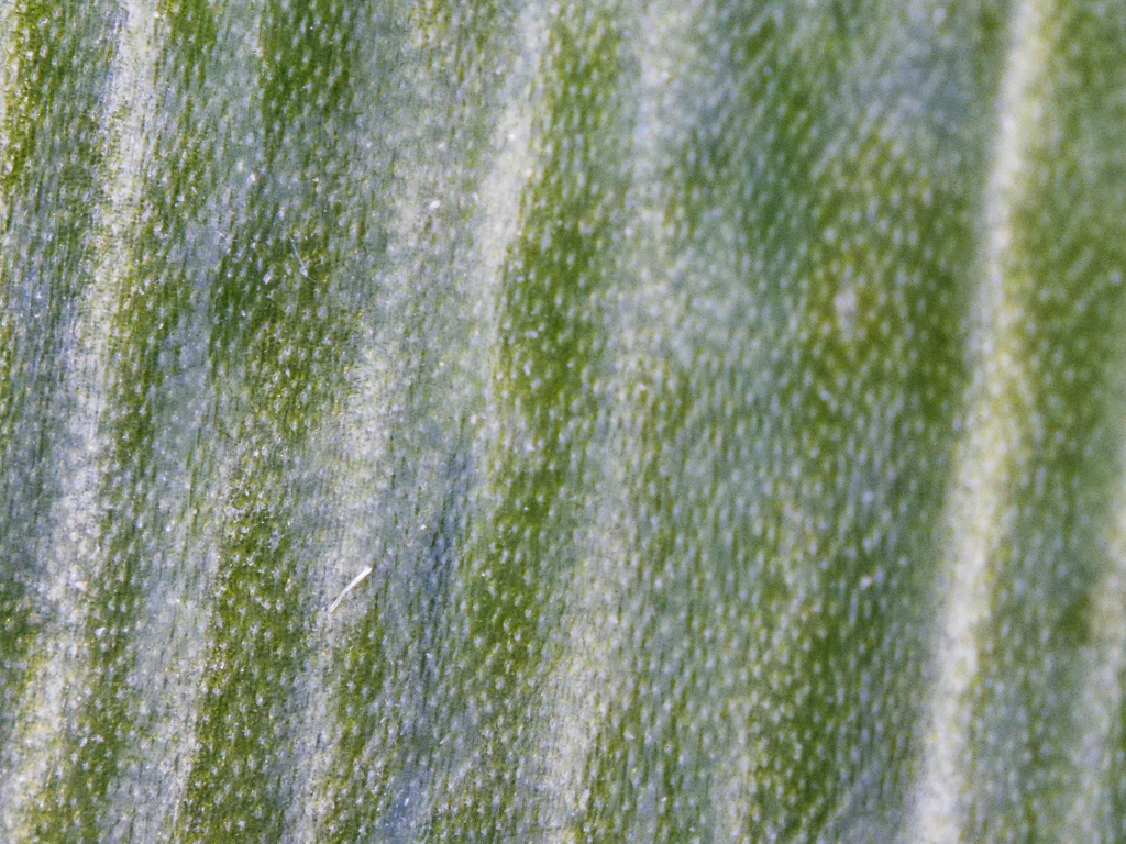 ネギの表皮（青い部分）