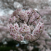 桜ボール