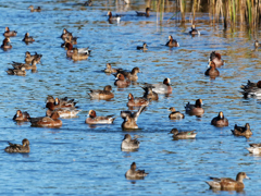 込み合ってまーす！