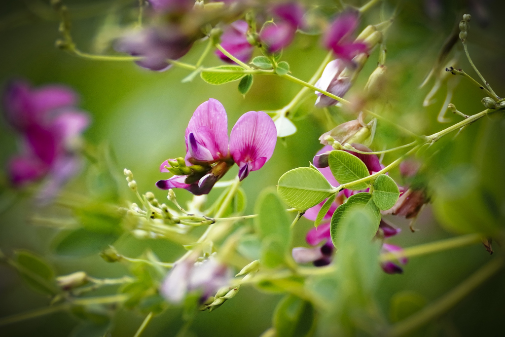 秋がきた・・・ハギ