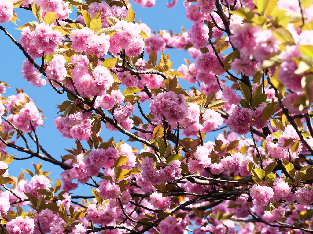 八重桜