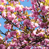 八重桜
