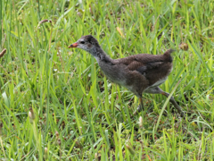 バン　幼鳥＿２