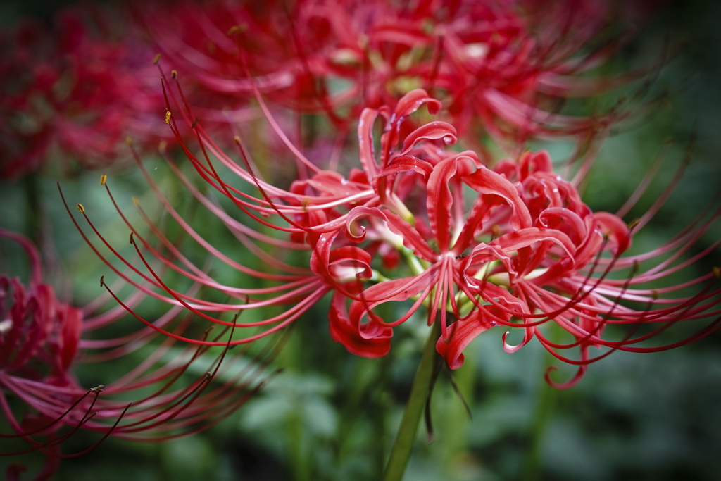 ヒガンバナ（赤）＿２