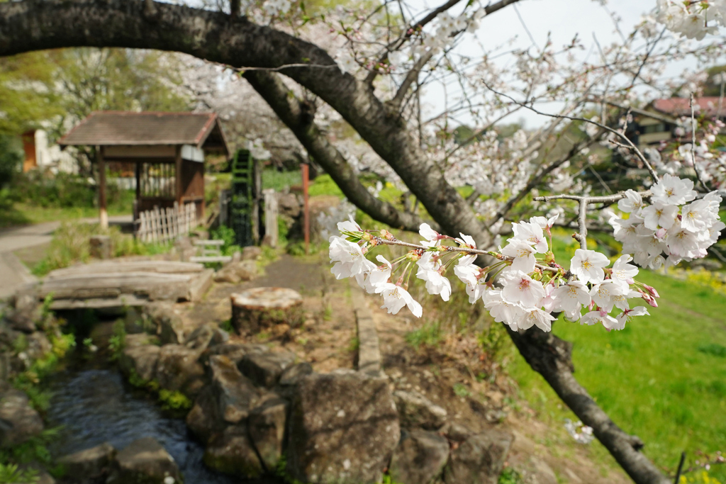 水ぬるむ