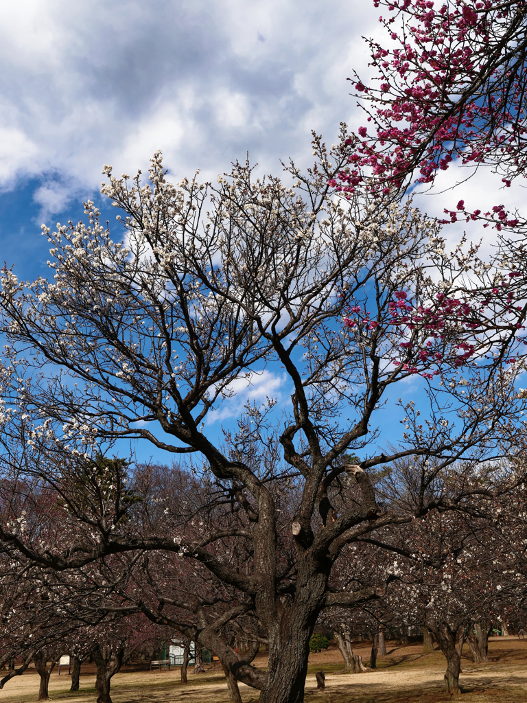 公園の梅林＿３