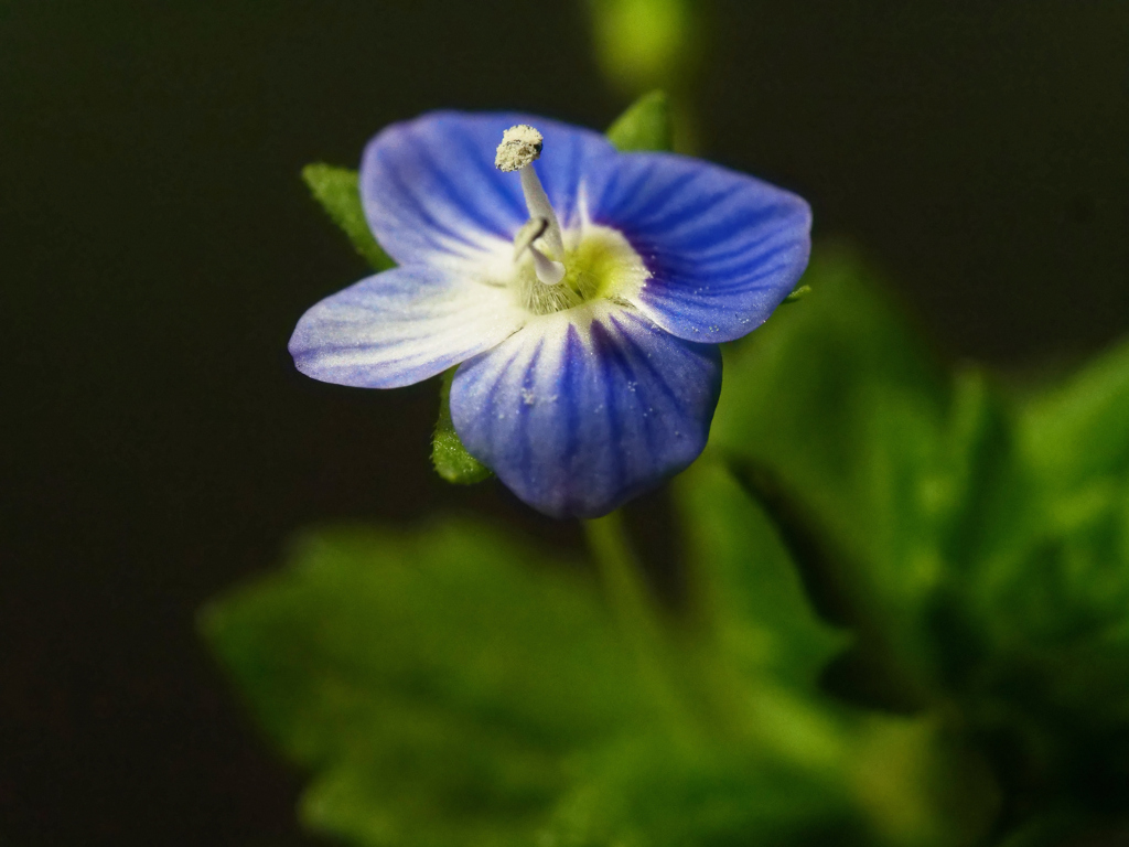 可憐な花なのに名前がかわいそう(*_*)