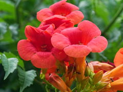 ノウゼンカズラ＿2