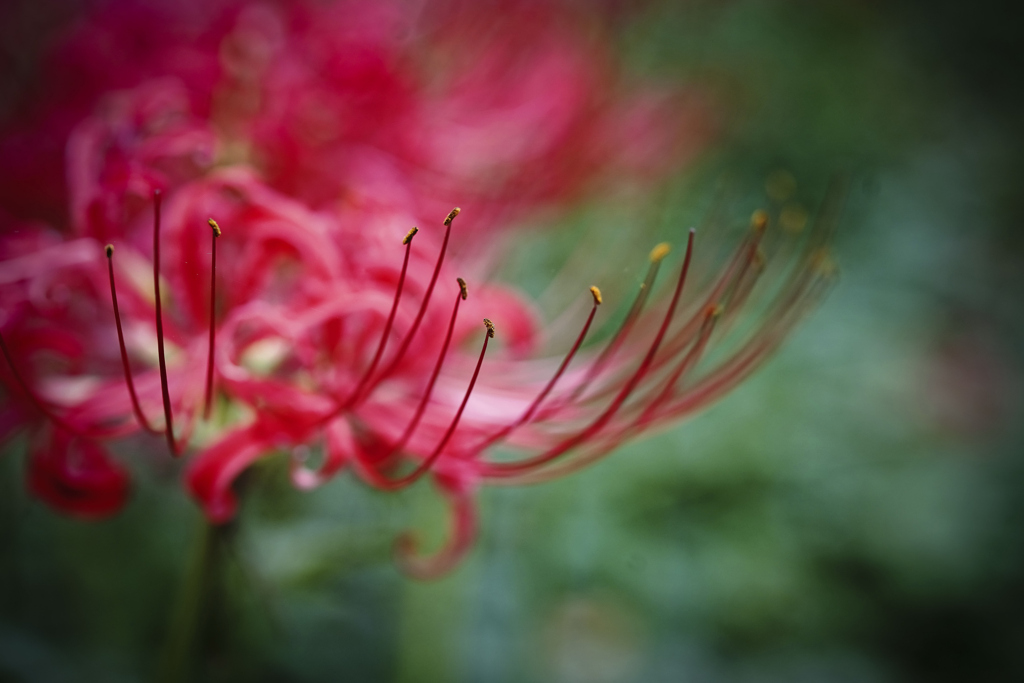 ヒガンバナ（赤）＿５