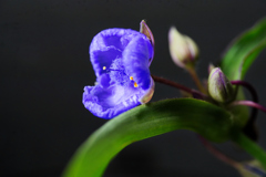 ムラサキツユクサ