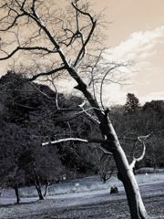 公園散歩　”冬枯れ”