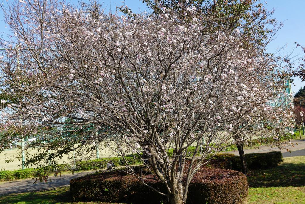 サクラサク＿１