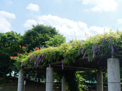 ノウゼンカズラと藤