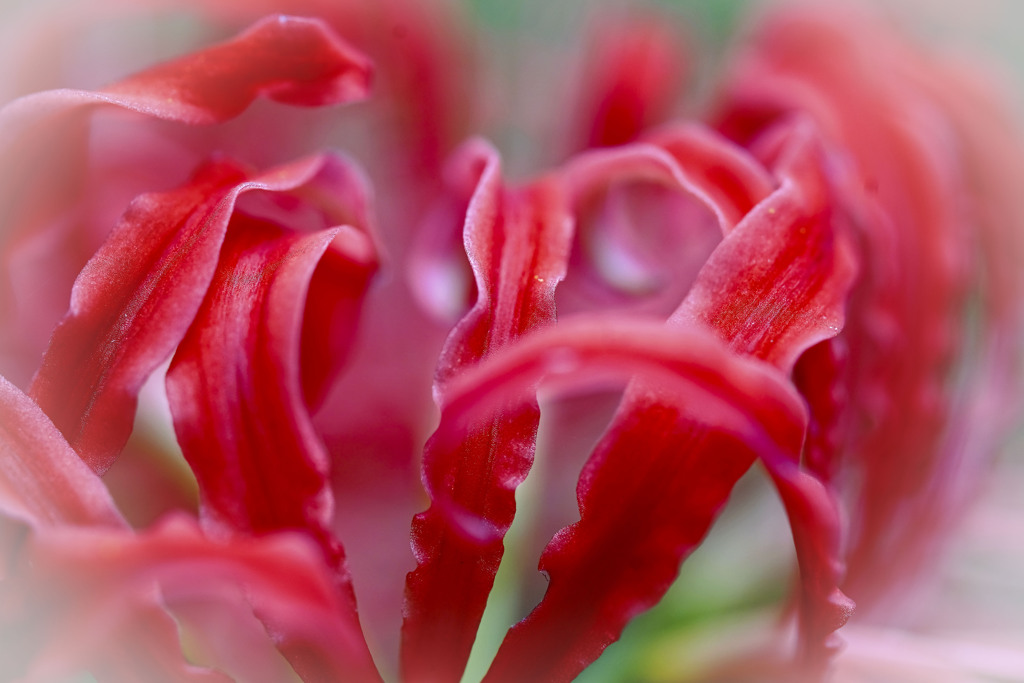 ヒガンバナ（赤）＿３