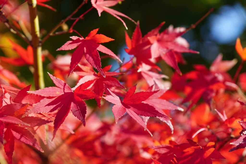 秋たけなわ＿１