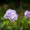 季節の花＿１