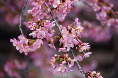 春が来た！　河津桜＿２