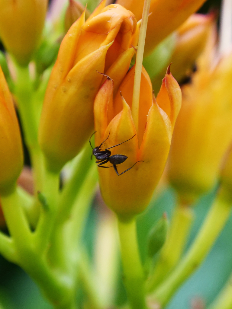 ノウゼンカズラ＿１