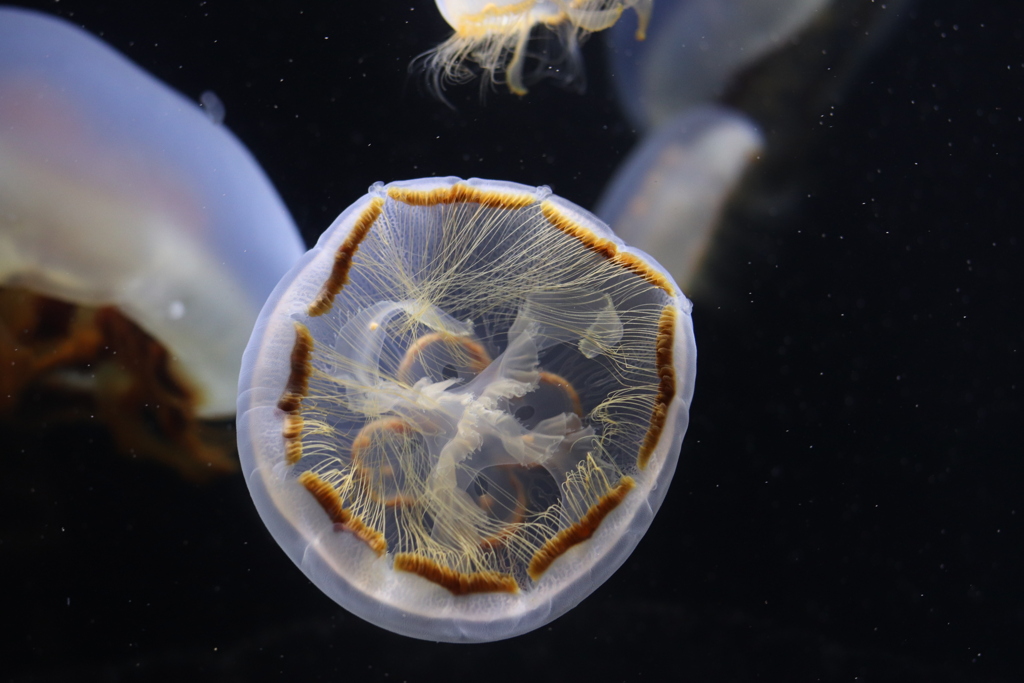 クラゲ 加茂水族館