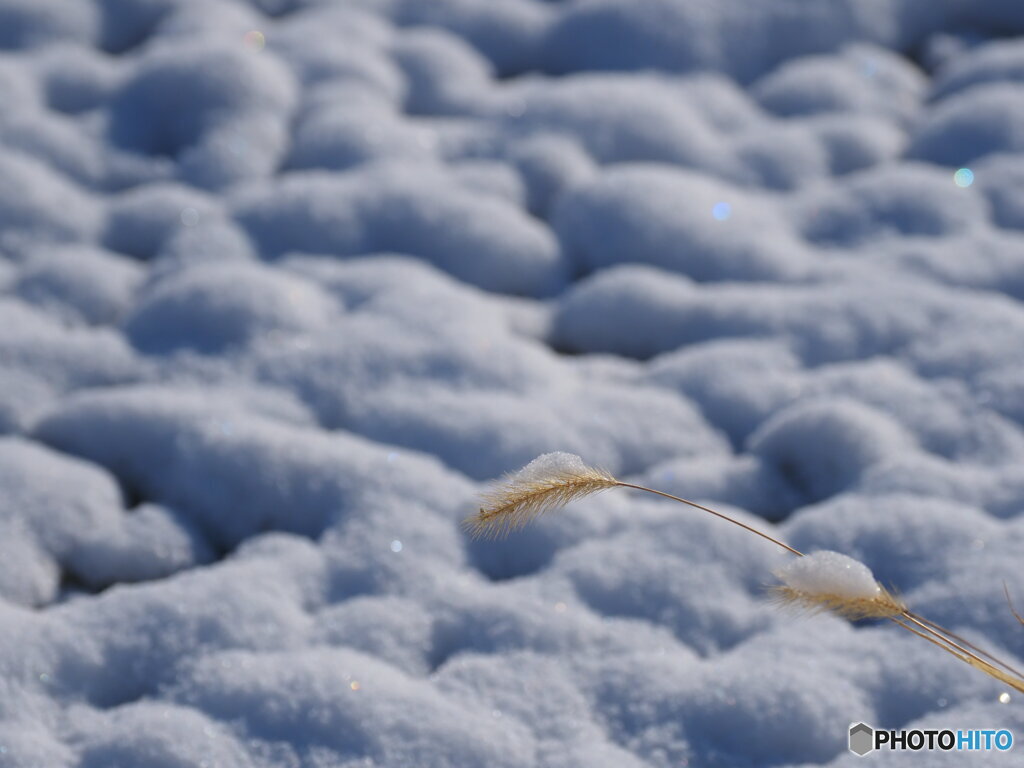 雪とねこじゃらし